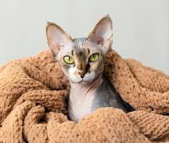 Come mantenere al caldo i gatti Sphynx e altri gatti senza pelo