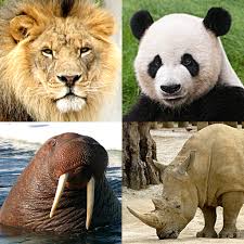 A lot of individuals admittedly had a hard t. Animals Quiz Learn All Mammals Birds And More