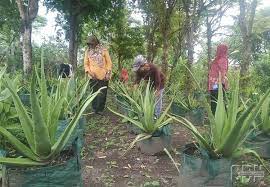 Anakan biasanya ukurannya kecil dan memiliki warna yang cerah serta rangkaian akar sendiri. Penampung Lidah Buaya Di Sumatera Utara Jual Lidah Buaya Di Medan Harga Terbaru 2021 Ada Banyak Manfaat Masker Lidah Buaya Untuk Rambut Kimia Magic