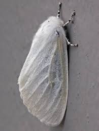 Hides in moss, thatch or White Moth With Black White Legs Leucoma Salicis White Moth Moth Witch Hair