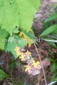 Image result for Triumfetta pilosa