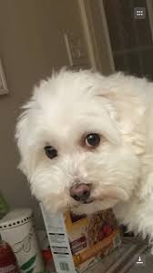 Athena Lin (@athenalin11)