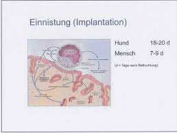 Als einnistung oder auch nidation (aus dem lateinschen „nidus = nest) wird das andocken und einwachsen des geschlüpften embryos in die gebärmutterschleimhaut bezeichnet. Die Einnistung Barbet Colonia