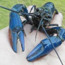 Maybe you would like to learn more about one of these? Tauke Udang Kara Air Tawar Lobster Home Facebook