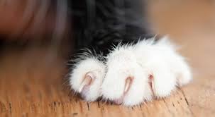My cat, finn, keeps scratching at my front door. Soft Paws Can Help Protect Doors And Walls From Cat Scratches Softpaws Com