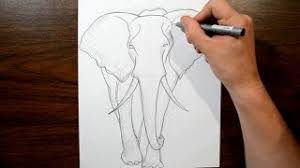 Elephants have very straight legs, and they walk on their 4. How To Draw Realistic Elephant Drawing Hub