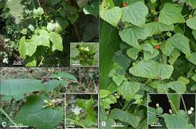 Image result for Zehneria