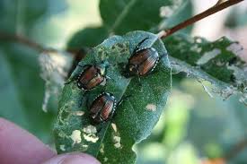 Résultat de recherche d'images pour "metallic green fig beetle"