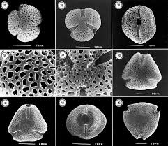 Image result for Rutidea fuscescens