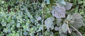 Image result for Achyropsis