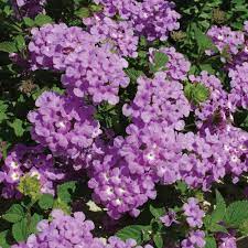 Pin On Lantana