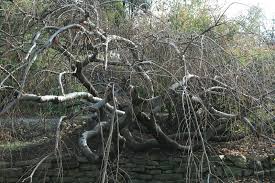 Image result for Celtis sinensis