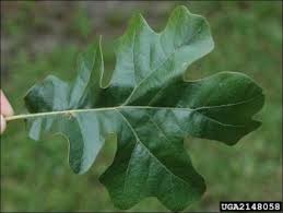 Common Post Oak Natural Resource Stewardship