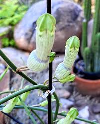 Image result for Ceropegia circinata