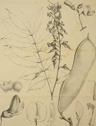 Image result for Millettia makondensis