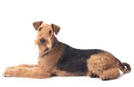 With thousands of airedale terrier puppies for sale and hundreds of airedale terrier dog breeders, you're sure to find the perfect airedale terrier puppy. Airedale Terrier Breeders Australia Airedale Terrier Info Puppies