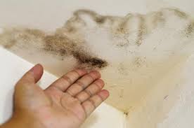 Maybe you would like to learn more about one of these? Enlever La Moisissure Sur Les Murs