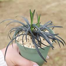 Image result for Ophiopogon