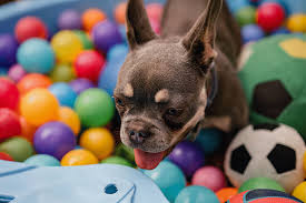 480 x 360 jpeg 23 кб. Paw Quarters Dog Puppy Day Care In Essex Covering Chelmsford Witham Bishop S Stortford Dunmow And Surrounding Areas