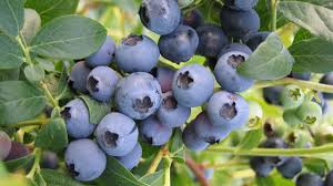 Image result for berry bushes