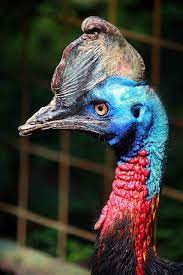 Cassowary Pet Birds Cassowary Beautiful Birds