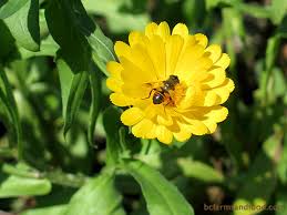 Mehr als 120 campingplätze in frankreich. Deer Resistant Plants That Attract Pollinators Bc Farms Food