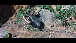 Animals are beautiful people (also called beautiful people) is a 1974 south african nature documentary written, produced, directed, filmed and edited by jamie uys, about the wildlife in southern africa, presented with comedic elements. Animals Are Beautiful People C Video Dailymotion