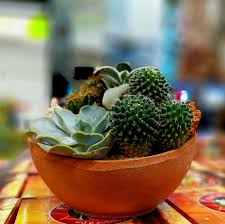 Potplant Succulent En Cactus Natuur