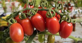 One way to ruin things is to put the tomatoes in a sunny windowsill. How To Make Homegrown Tomatoes Turn Red Gardener S Path