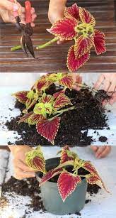 Detailed Guide On How To Grow Healthy Coleus Sun Shade Water And Soil Requirements And How To Propagate Coleus Fro Garden Plant Pots Plant Cuttings Plants