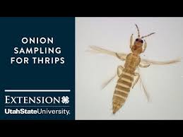 Image result for Onion Thrips