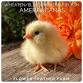 Wheaten/Blue Wheaten/Splash Ameraucana Chicks Hatch event image