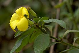 Image result for Reinwardtia indica