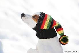 Dog Hat Hand Knit Dog Hat Rasta Hat Etsy Dog Hat Dog Snood Italian Greyhound Clothes