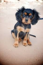 We did not find results for: Cute Black And Tan Cavalier Pup King Charles Cavalier Spaniel Puppy Cavalier Puppy Cavalier King Charles Spaniel Tricolor