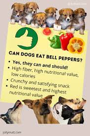 Can Dogs Eat Bell Peppers In 2021 Can Dogs Eat Dog Eating Stuffed Peppers