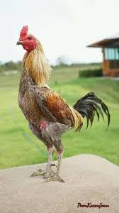 Ayam Mangon Super Posts Facebook