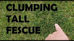 Two species are common in tar heel tall fescue withstands more foot traffic on the lawn than does the variety justice. Common Lawn Care Issue Clumping Tall Fescue How Do I Remove It Youtube