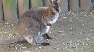 Tierno Canguro Bebe En Su Bolsa Kangaroo Baby Youtube