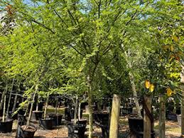 Image result for Acacia farnesiana