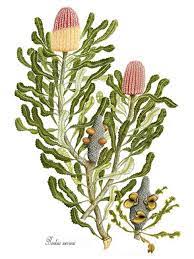 Banksia Menziesii Menzies Banksia Firewood Banksia Family Proteaceae Artist Ian Wallace Folk Art Flowers Botanical Illustration Botanical Drawings