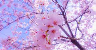 12 Sakura Flower Wallpaper Anime Sakura Tree Wallpaper 4k Dark Siboneycubancuisine Com Sakura Flower Sakura Flower Spring Wallpaper Cherry Blossom Wallpaper