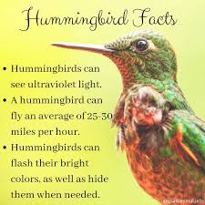 Birds And Their Meanings Pin On Birds