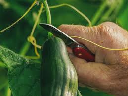 Auch die richtige nachbarschaft ist wichtig: Meine Ernte Gurken Anbauen Pflegen Ernten Und Lagern