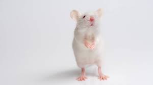 تفسير رؤيا الفارة البيضاء بالتفصيل موسوعة Cute Rats Rats Pet Mice