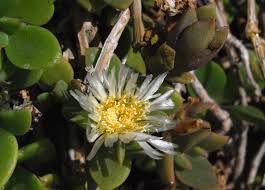 Image result for Delosperma tradescantioides