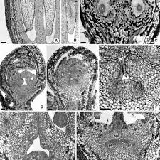 Image result for Ixora burundiensis