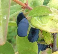 Image result for Lonicera confusa