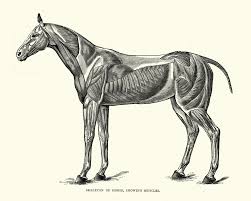 Discover amazing animals that live in the ocean. The 12 Animal Organ Systems And Their Functions