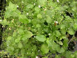 Image result for Samolus